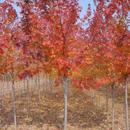 枫树苗的价格揭秘