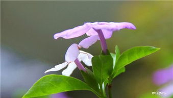 如何有效催花？