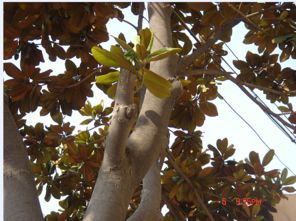 泡桐：净化空气的小嫩手