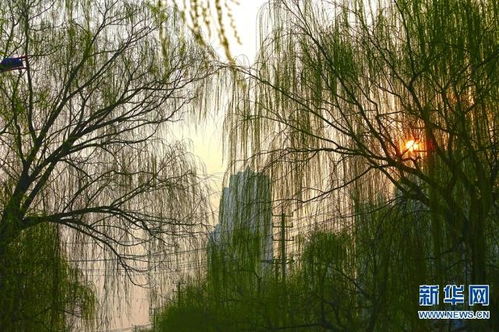 黄杨的广泛栽培与适应性