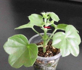 天竺葵的枝条如何剪才Neng促进生长和开花？