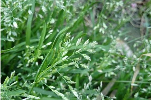 草坪种植技术有哪些步骤和方法？如何确保草坪生长旺盛