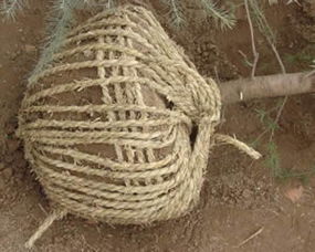 雪松移栽前的准备，你真的准备好了吗？