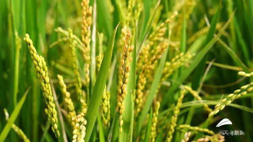 玉米抽穗后3-5天开始扬花
