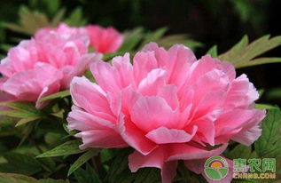 施肥种类和浓度要讲究