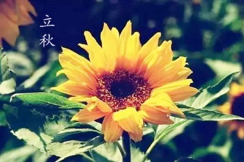 秋老虎来袭，哪些花还嫩绽放？