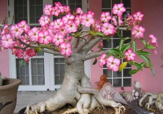 浇水过多，小心影响长寿花根部呼吸