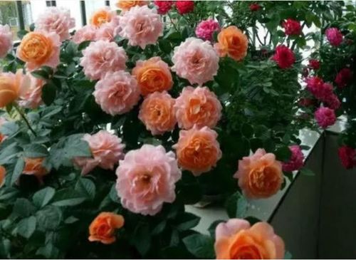 太阳花：阳光下的精灵，花期长