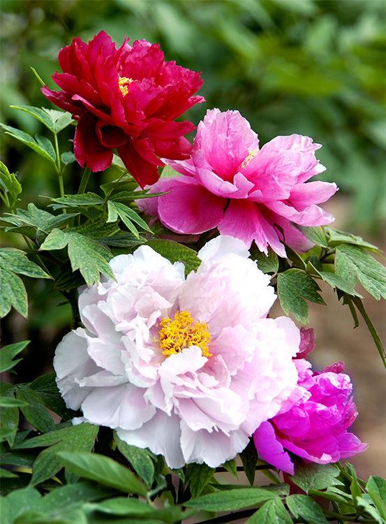 牡丹生长环境：阳光、 土壤、气候