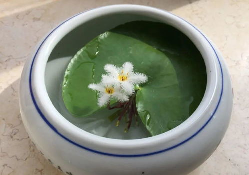 一叶莲：水质守护者