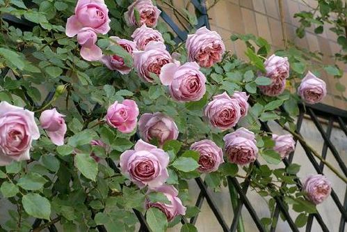 法国礼服与法国连衣裙：一场花与衣的邂逅