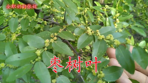 百菌清的妙用，你了解多少？