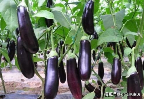 图片展示的是茄子，一种常见的蔬菜