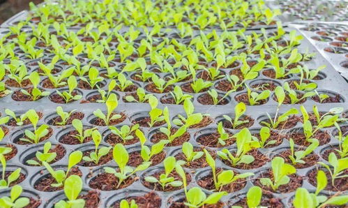 选种要讲究， 种子要好