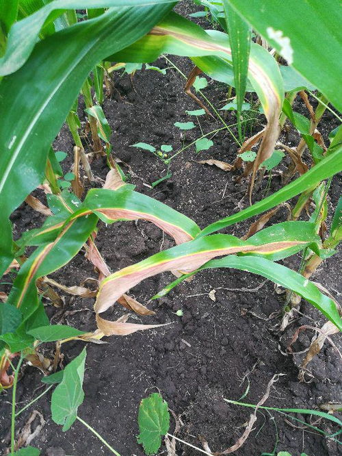 玉米叶子卷曲了咋办？是虫子还是水不够？