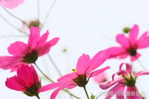 四季花开，岁月常新