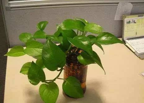 养绿萝不会浇水怎么办？教你几招