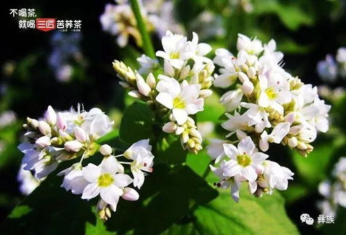 女贞花，寓意坚韧不拔