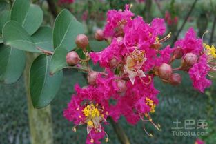 紫薇小苗的种植和管理