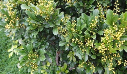 米兰的生长习性