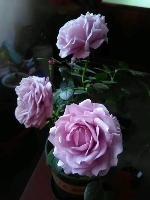 适合在什么季节种植月亮王阳台月季？