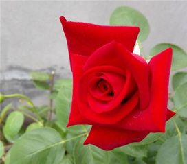 红掌火鹤如何进行日常养护，才能保证其花朵鲜艳且花期延长