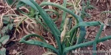 使用百菌清的注意事项