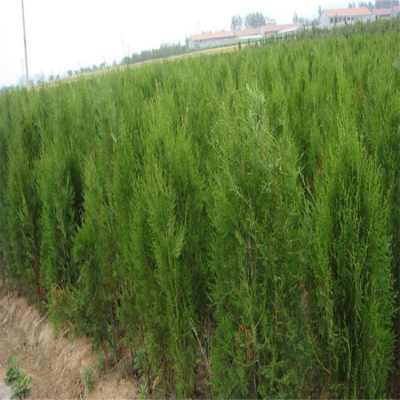 年轮反推术：四川采购商教的绝活