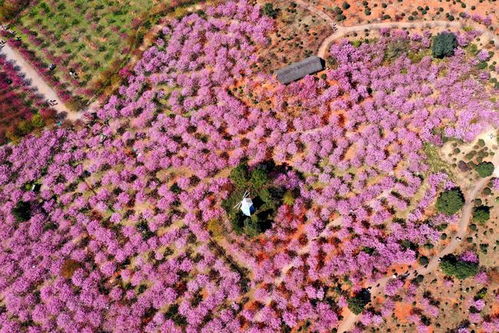 公路两边五彩斑斓的花是哪些品种？