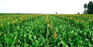 植物生长调节剂