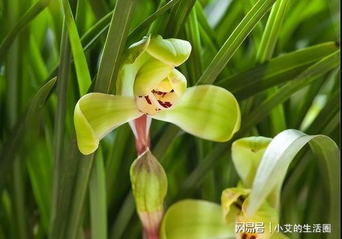 四大香郁品种，各具特色