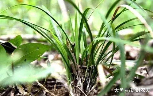 浇“还魂水”的重要性