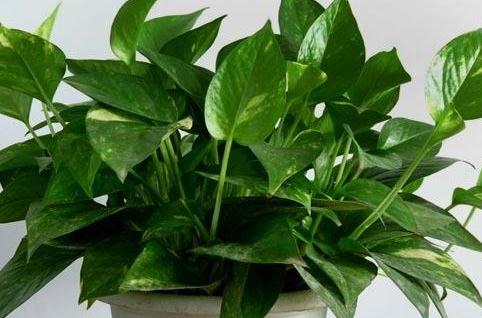 第一步：绿萝的“小手术”