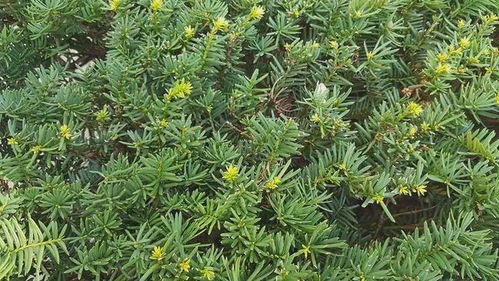 4. 红豆杉， 色彩丰富