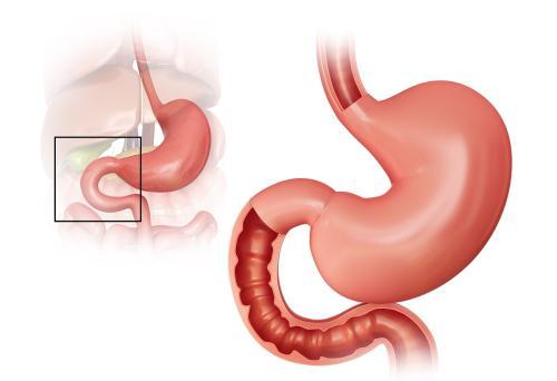 畜牧养殖中，消化系统检查要点包括观察粪便形态、颜色