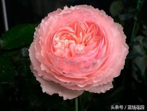 月季是草本还是木本？养花达人揭秘