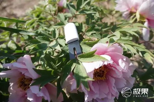 独立自由花语揭秘：这朵花如何传递自由精神？