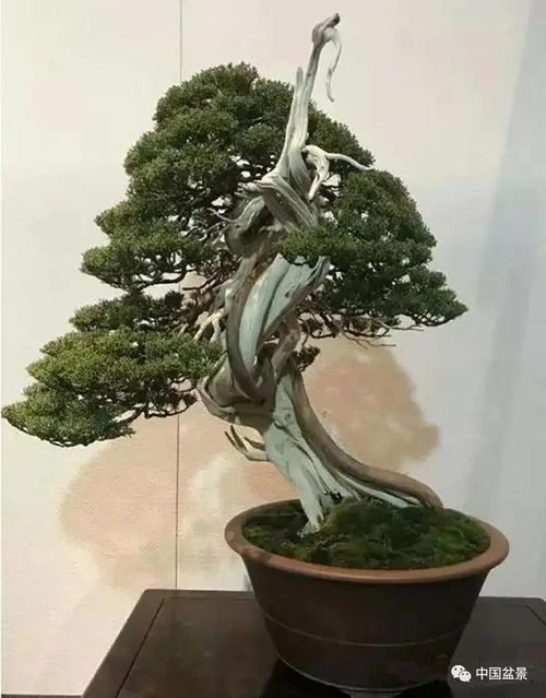 夏季雀梅盆景养护大揭秘：五大绝招让你轻松应对高温高湿