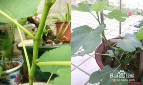 冬天移栽无花果，浇水频率如何把握