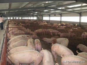 猪场料肉比高怎么办？专用发酵剂能降0.4，省料费90元，效果真的好吗？