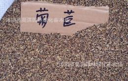 高羊茅：冷季型草坪草