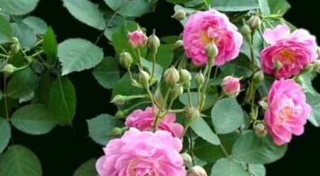 土壤杀菌与扦插养护技巧