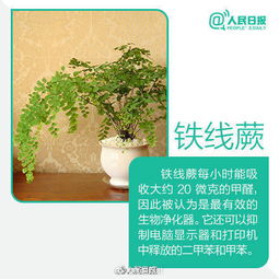 “吸霾神器！盘点吸毒绿植排行榜”