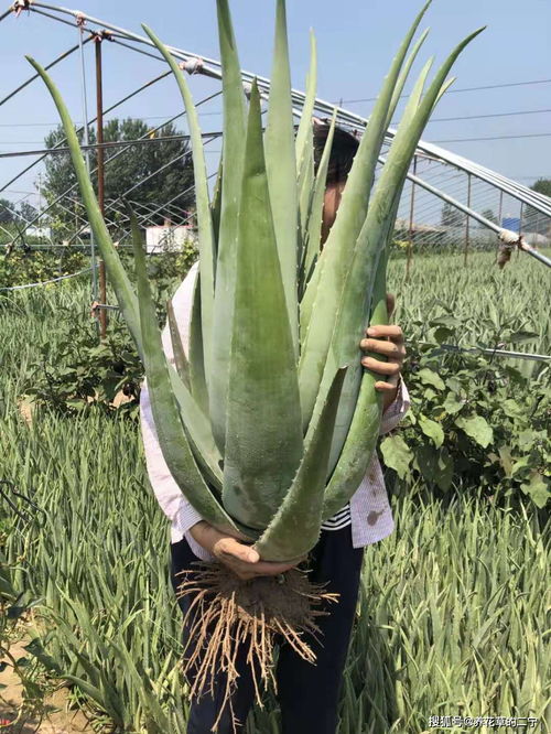 家里养水竹的益处