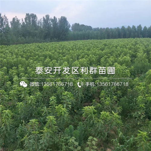 大樱桃扦插技巧，轻松繁殖！
