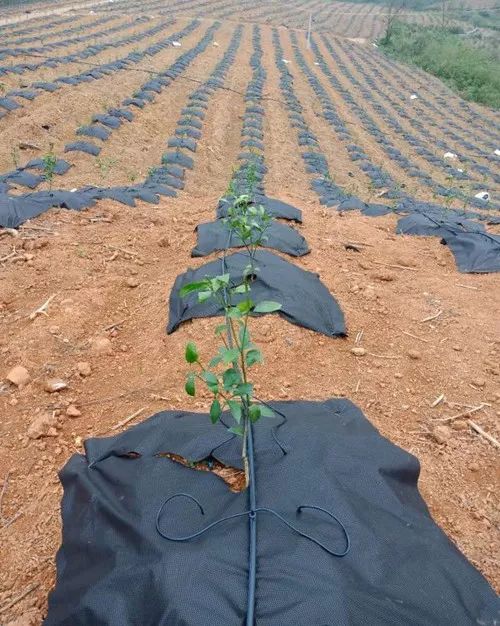 有机除草剂：环保、 平安