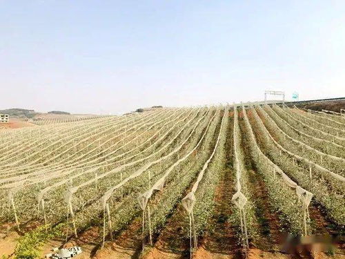 一、 壁蜂助力，降低成本