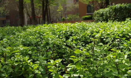 花灌木修剪：保持自然丰满树形