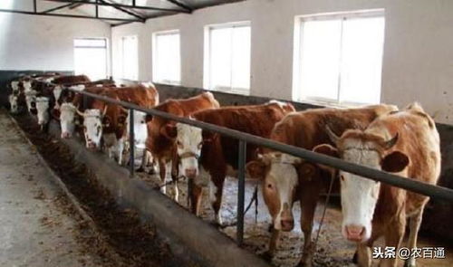 冬季养猪场保温促生长，高效增膘策略