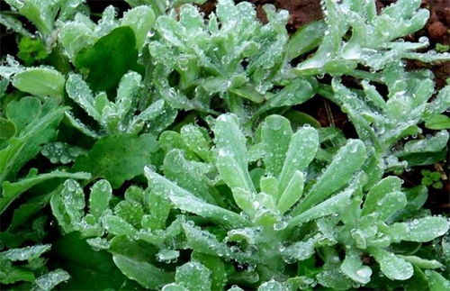 怎样种空心菜才能出得好又快，实现高产优质栽培的要点有哪些